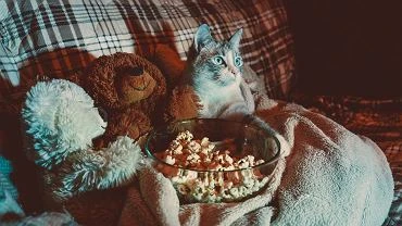 Film na wieczr. Propozycje fajnych filmw do obejrzenia