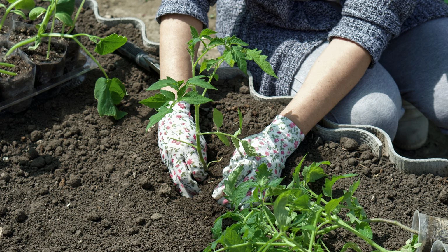Wsyp do dołka i przesadź pomidory. To sprawdzony patent ogrodników. Nie pożałujesz