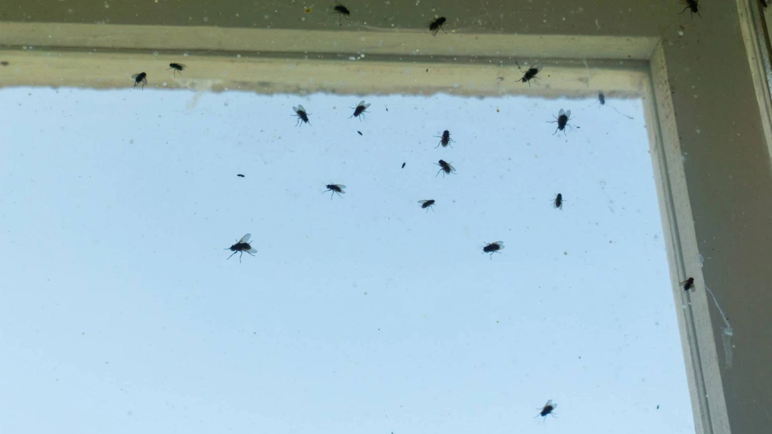 Wymieszaj z wodą i spryskaj okolice okien. 
