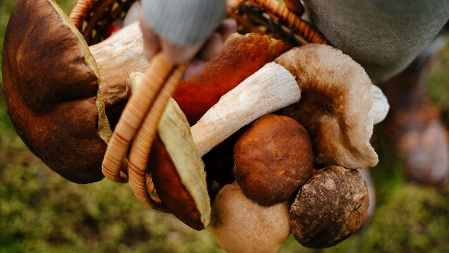 Złoty graal dla grzybiarzy pojawił się w lasach pierwszy raz od 100 lat. Cena za kilogram szokuje!