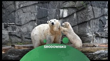 Niedwiedzie polarne musz duej zostawa na wybrzeu. W ich wykrywaniu pomoe wojskowa technologia
