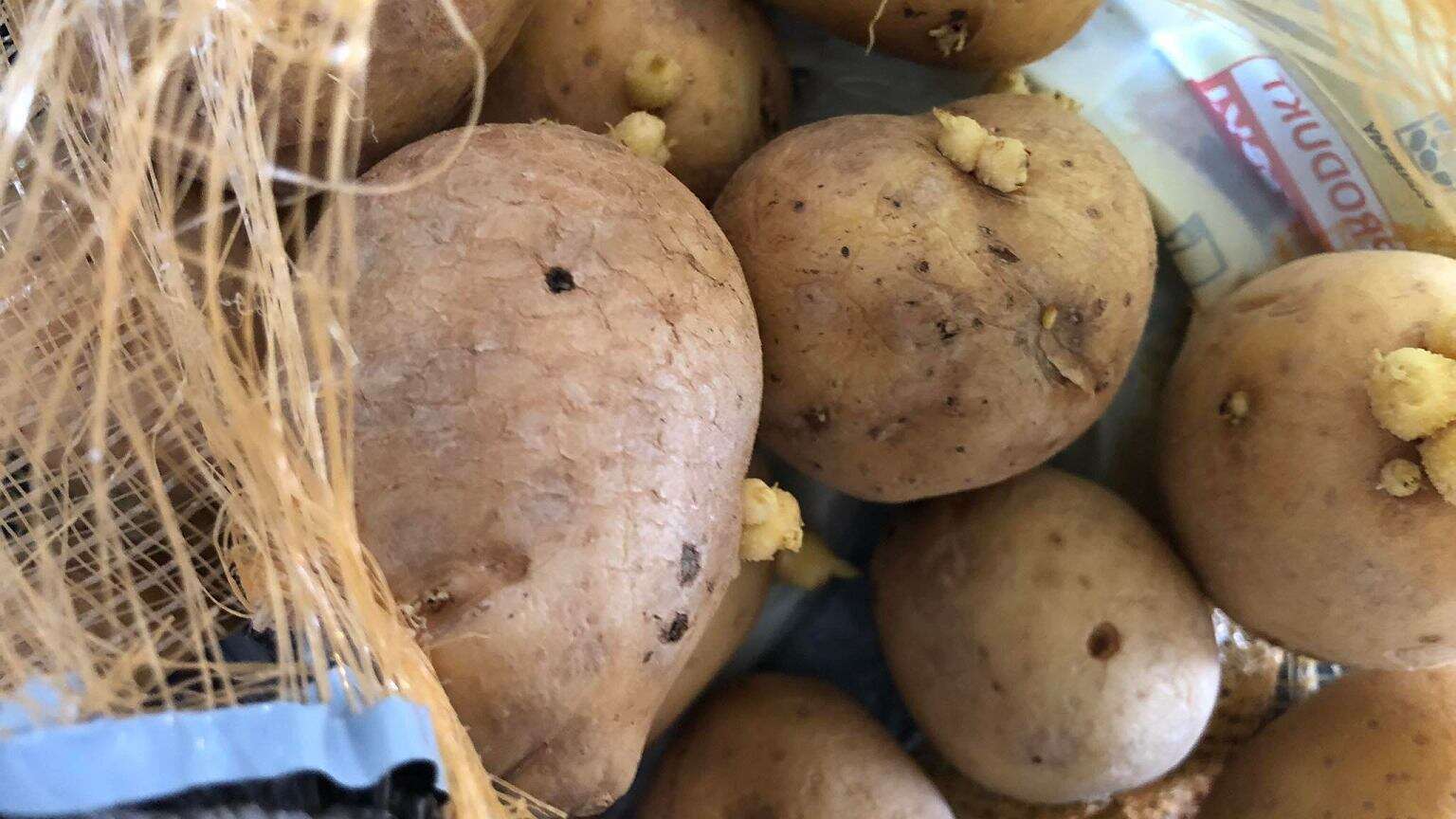 Nigdy nie jedz takich ziemniaków. Bóle brzucha masz jak w banku, a to nie wszystko