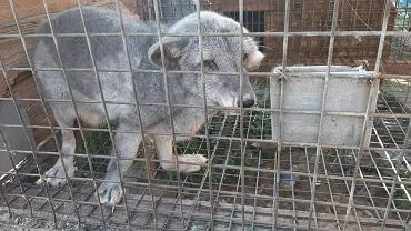 Puste poida, deformacje ap. Posanka Hanna Gill-Pitek interweniowaa na fermie lisw