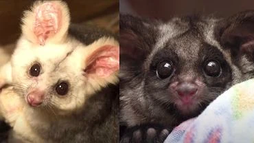 Australia ma najwikszy wskanik utraty gatunkw. Naukowcy odkryli jednak dwa nowe rodzaje torbaczy