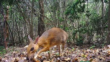 Myszojele trafi do warszawskiego zoo. Tajemniczy gatunek by poszukiwany przez 30 lat