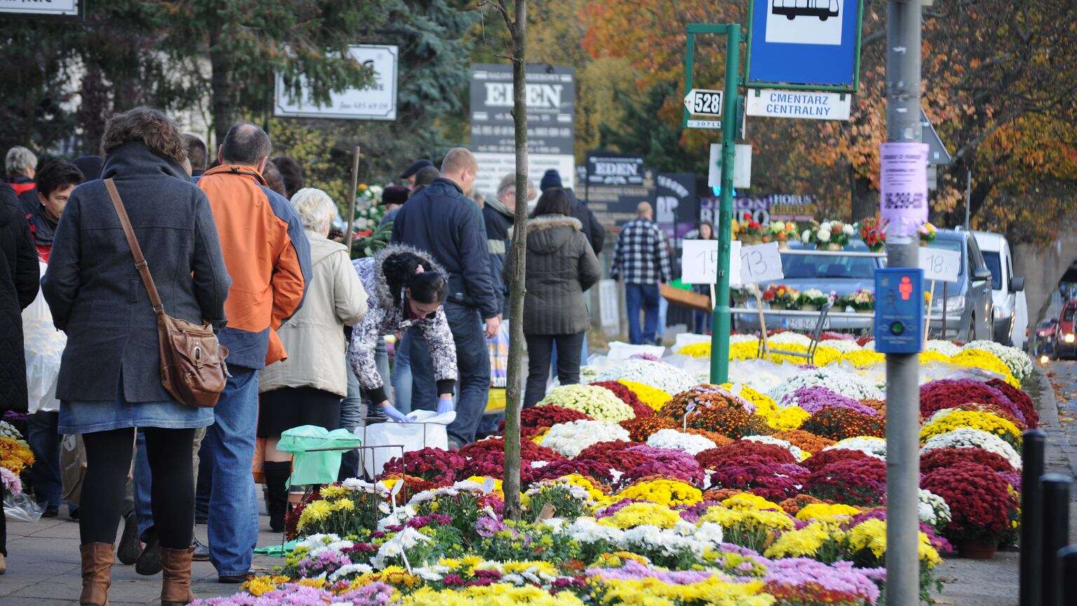 1 listopada coraz bliżej. Ile będą kosztować chryzantemy? Ceny już szybują