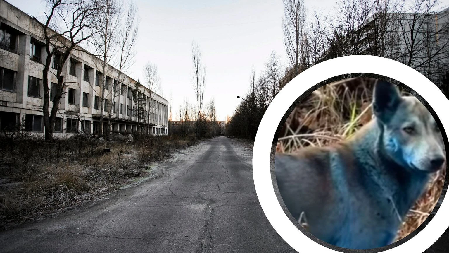 Niebieskie psy w Czarnobylu. SkÄd ta zmiana? Lekarka weterynarii zabraĹa gĹos