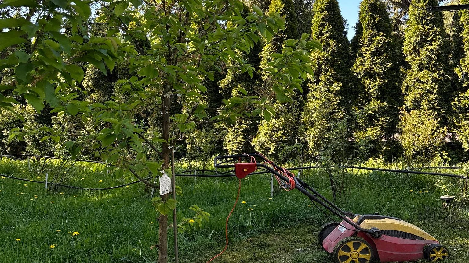 Busz za ogrodzeniem sąsiada nie daje ci spokoju? Tym przepisem możesz szybko 