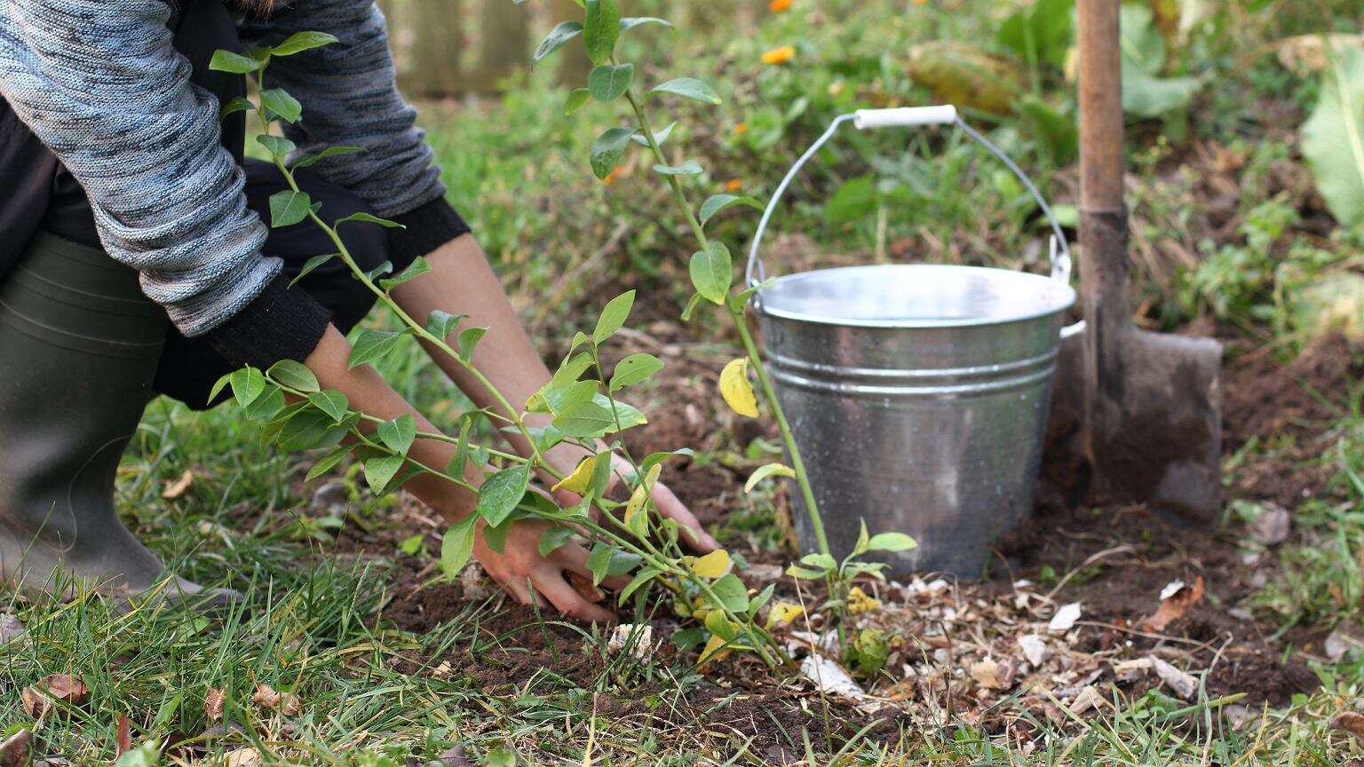 Jesienią zrób borówce amerykańskiej odprężające SPA. W sezonie zbierzesz pełne kosze owoców