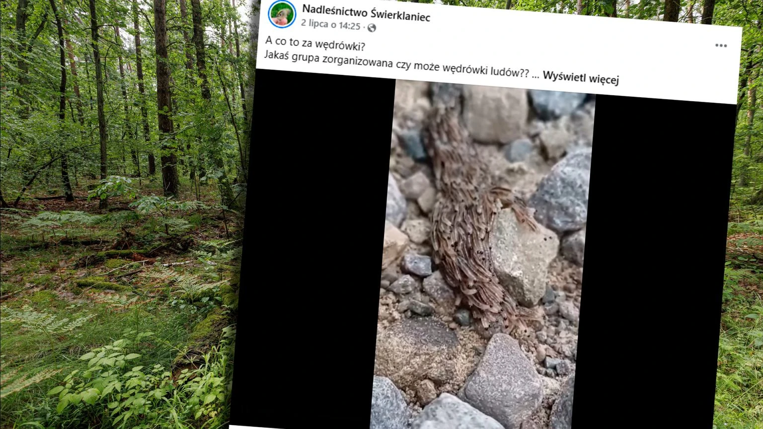 Pełzająca masa w lesie. Leśnicy nagrali tajemnicze zjawisko. 