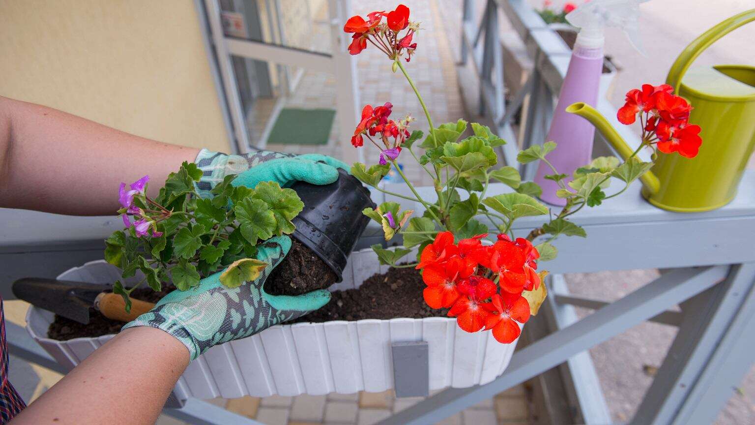 Domowy ukorzeniacz do pelargonii. Rozpuść w szklance i zanurz sadzonki. Ten trik znam od babci