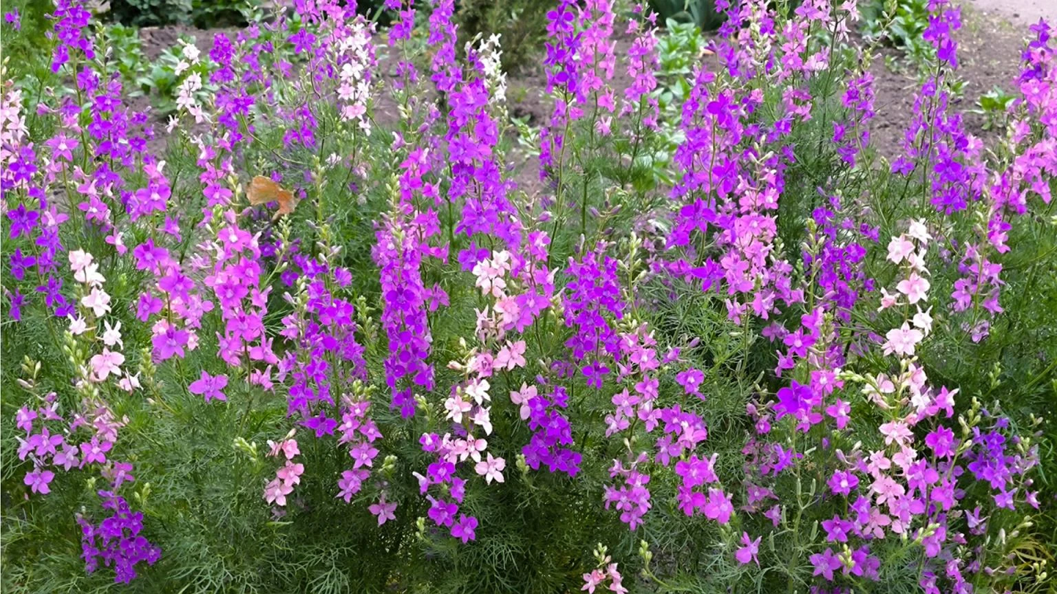 Wymagania minimalne, efekt maksymalny. Zasiej teraz, a latem ogrĂłd eksploduje kolorami