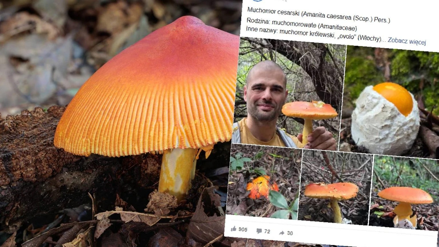 ZnalazĹ grzyba, o ktĂłrym krÄĹźÄ legendy. Cena? Do 600 zĹ za kg. 