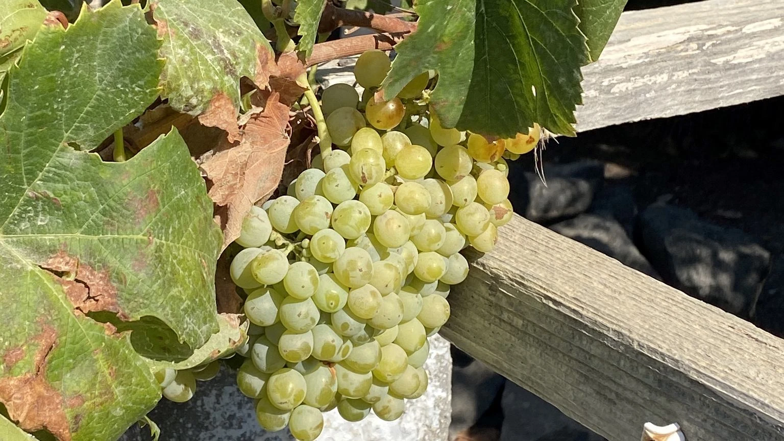 Winogrona pÄkajÄ i tracÄ smak? Jeden zabieg w sierpniu 