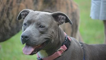 Przemyl. Amstaff pogryz 12-letniego chopca. Lekarze walcz o jego ycie