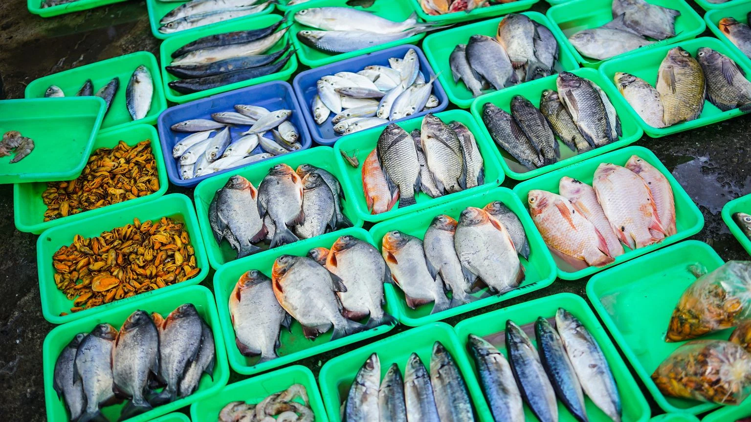 PoĹudnie Europy jÄ uwielbia, w Polsce wciÄĹź jest niszowa. To jedna z najzdrowszych ryb Ĺwiata