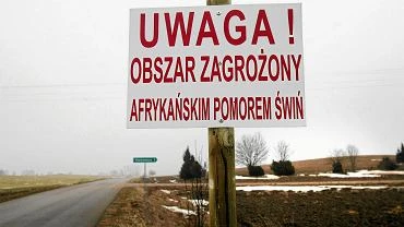 Walka z ASF trwa. 40-kilometrowy pot na granicy wojewdztwa mazowieckiego i witokrzyskiego