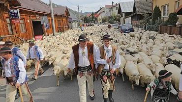 Jesienny redyk, czyli wielkie gralskie wito. Setki owiec na ulicach