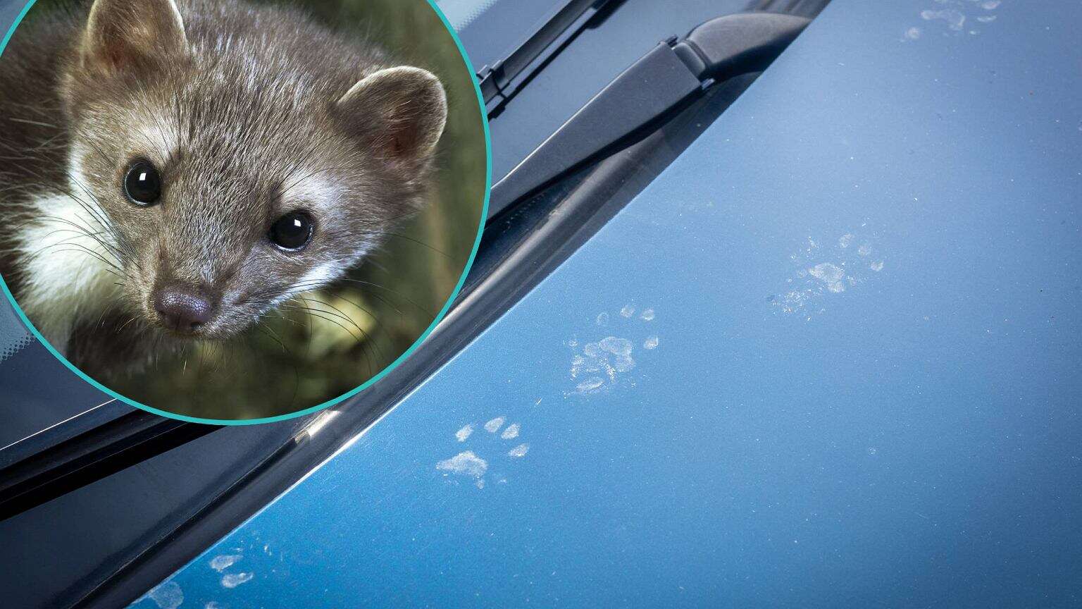 Nasącz kawałek filcu i włóż pod maskę. Tak skutecznie zniechęcisz kuny do podgryzania kabli w aucie