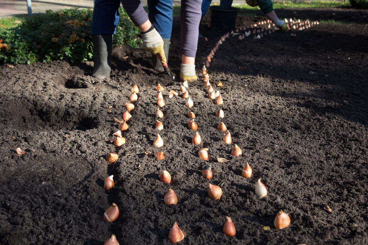 Włóż cebulki tulipanów do ziemi tylko w tym terminie. W przeciwnym razie pochłonie je choroba grzybowa