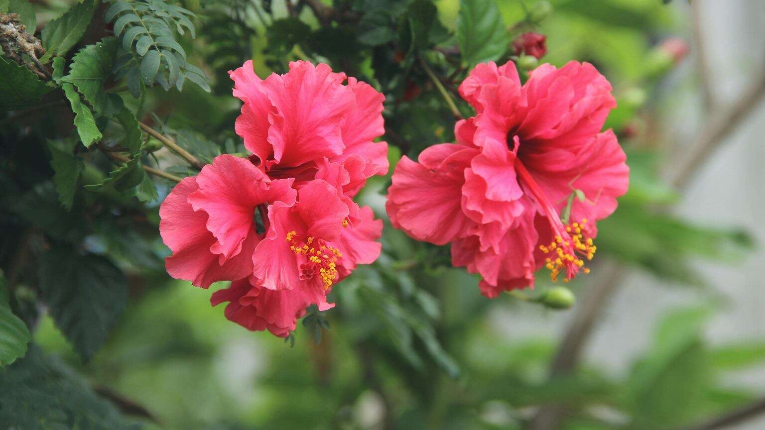 Jak nawozić hibiskus? Wykorzystaj odpad, a będzie kwitł do jesieni. Sąsiedzi zzielenieją z zazdrości