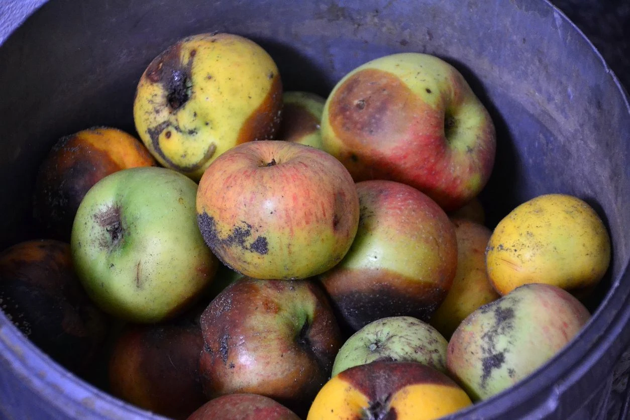 JabĹko z niespodziankÄ. Czy moĹźna zjeĹÄ owoc po wykrojeniu pleĹni ze Ĺrodka?