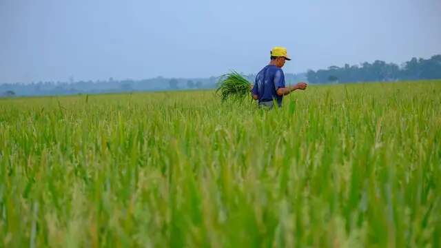 Sumber Daya Alam Melimpah, Target Swasembada Indonesia Bukan Lagi Mimpi