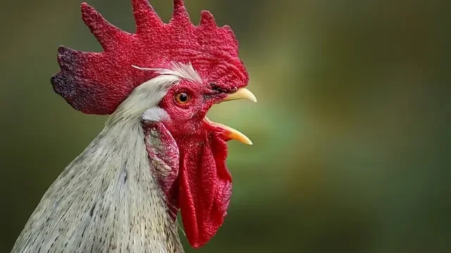 Cara Ampuh agar Ayam Tidak Berkokok Tengah Malam Tanpa Disakiti, Panduan Lengkap