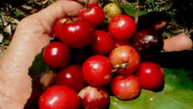 Lobi-Lobi, Buah Merah Masam Langka dengan Sejuta Manfaat