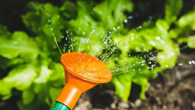 Ini Waktu Terbaik Menyiram Tanaman agar Tumbuh Subur dan Sehat