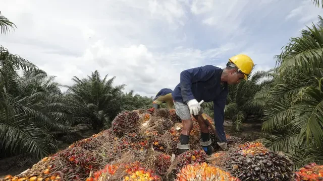 Emiten ANJT Kantongi Kredit Rp 1,6 Triliun, Buat Apa?