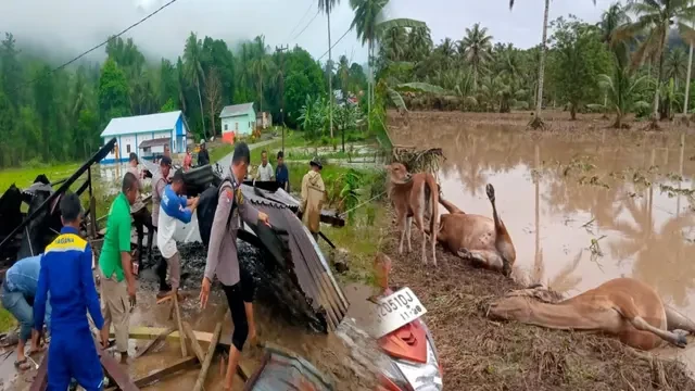 Banjir Bandang Terjang Dua Desa di Pohuwato: 2 Orang Tewas, Sapi-Sapi Bergelimpangan
