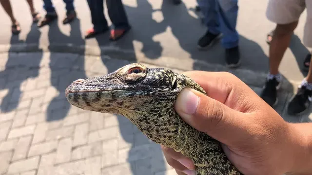 Reaksi Keras Bupati Manggarai Barat Tanggapi Pencurian Anak Komodo di Kawasan TNK
