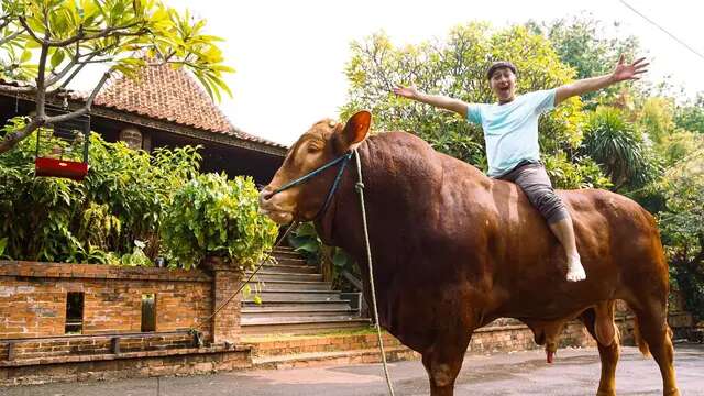 Berapa Berat Sapi Golden Irfan Hakim? Yuk Kenalan Lebih Dekat dengan Jenis Sapi Ini