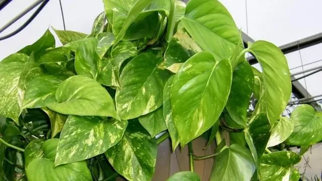 7 Tanaman Pot Hias Penyerap Polusi Udara dalam Rumah, Solusi Alami untuk Udara Bersih