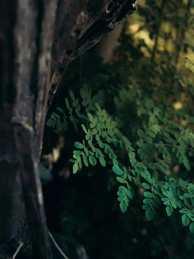 Kendalikan Gula Darah Secara Alami dengan Rebusan Daun, Ini Daun-daun Pilihannya