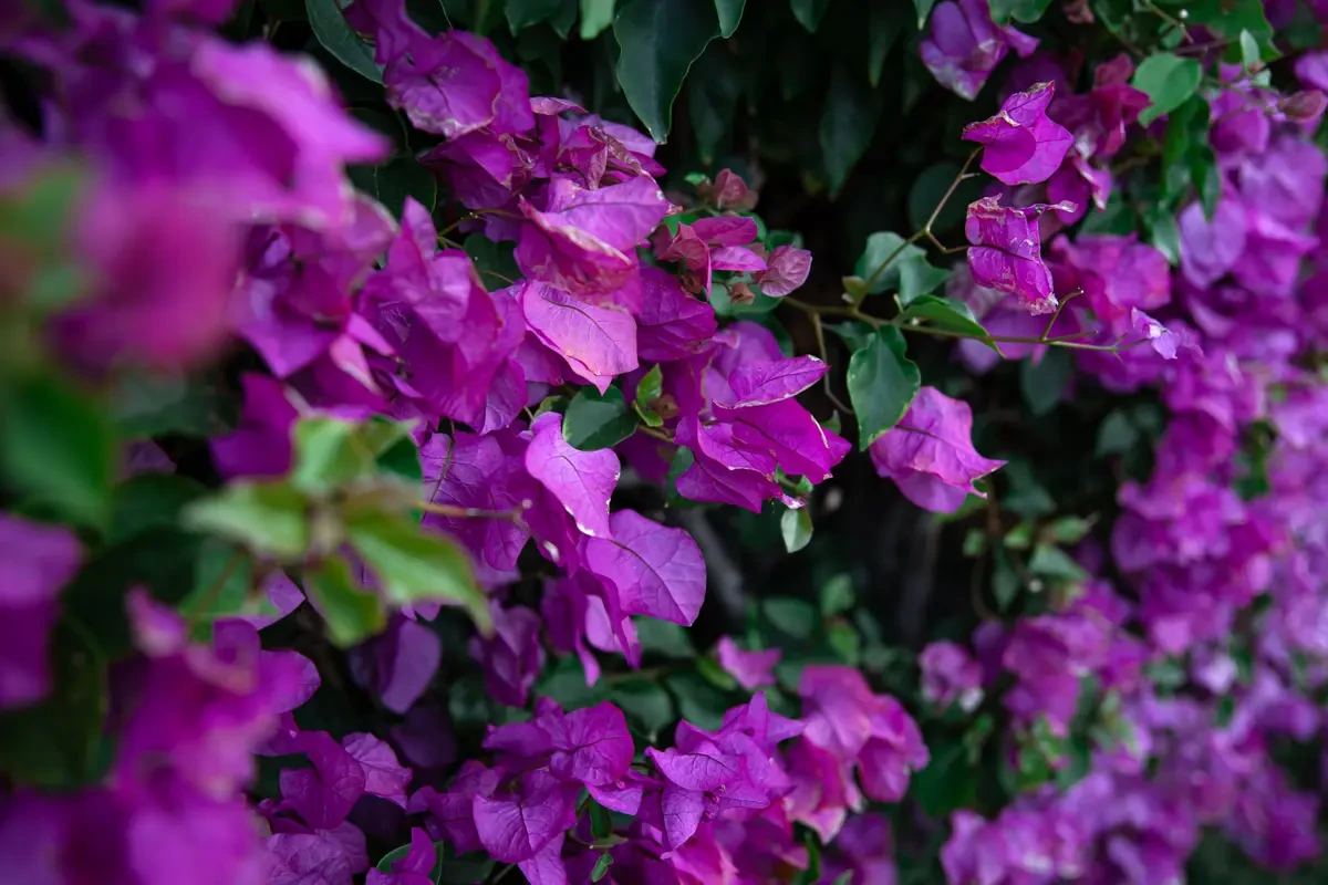 Rahasia Merawat Bougainvillea agar Tumbuh Sehat dan Bunganya Lebat