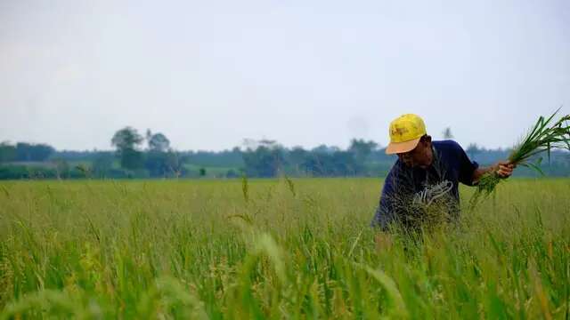 Panen Perdana, Program Pertanian Ini Bantu RI Jaga Ketahanan Pangan