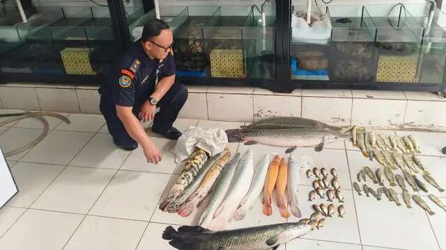 Puluhan Ikan Predator Dimusnahkan KKP, Toko Ikan Hias di Kramat Jati Rugi Rp 68 Juta