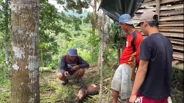 Harimau Sumatera Mangsa Belasan Hewan Warga di Pesisir Barat dalam Dua Bulan Terakhir