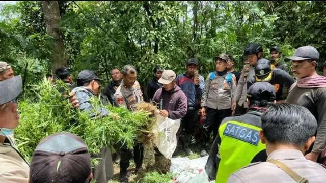 Tanggapan Dirjen KSDAE KLHK Soal Temuan Ladang Ganja di Taman Nasional Bromo Tengger Semer...