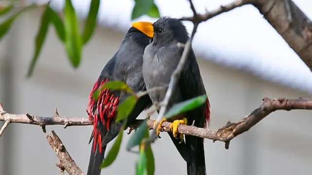 Nasib Jalak Tunggir Merah, Burung Sulawesi yang Terancam Punah