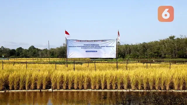 Inovasi Padi Apung Tabalong Kalsel Perkuat Ketahanan Pangan dan Pengendalian Inflasi