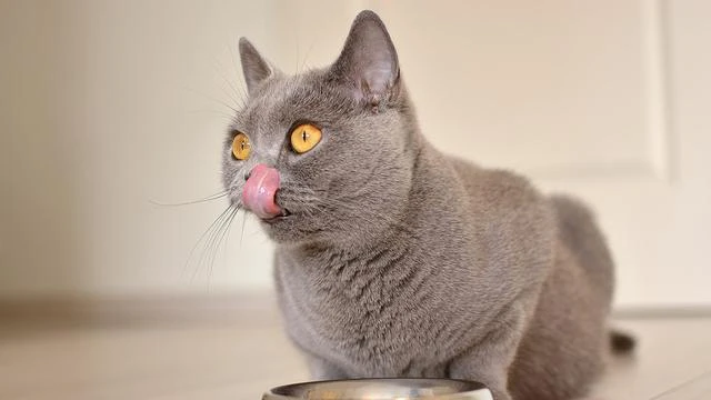 Sering Menjulurkan Lidah Usai Makan, Tanda Si Kucing Salah Makan dan Ingin Muntah