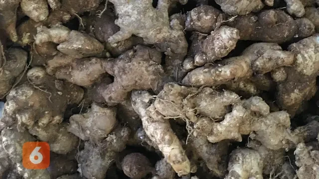 Jahe Emprit, Bahan Obat Tradisional dengan Potensi Besar dari Rimpang Kecil