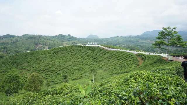 Bentangan Tenun Motif 'Turih Wajit' di Hamparan Kebun Teh Taraju Tasikmalaya Ciptakan Reko...