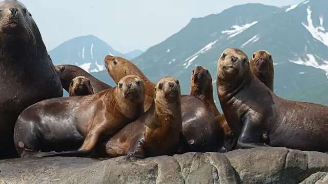 Kenapa Anjing Laut dan Singa Laut Tidak Bisa Hidup Permanen di Laut? Ini Jawabannya