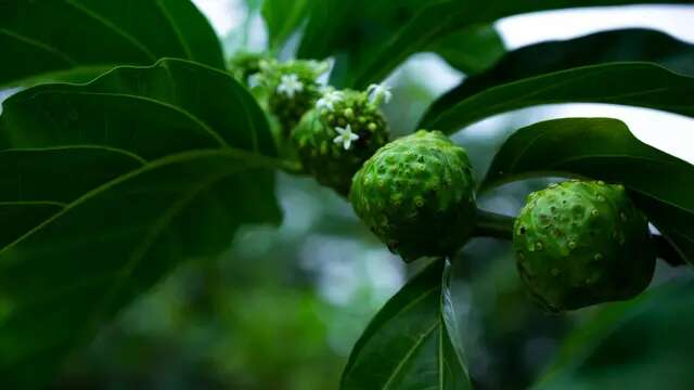 Manfaat Buah Mengkudu yang Penting Dikenali, Bantu Tingkatkan Kekebalan Tubuh