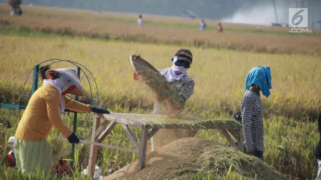 Petani Gorontalo Resah, Gabah Rentan Rusak Akibat Cuaca Buruk