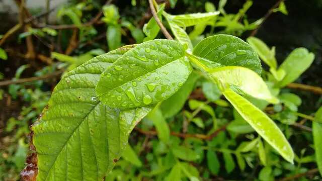 9 Manfaat Mengunyah Daun Jambu Biji Tiga Kali Seminggu, Bantu Stabilkan Gula Darah